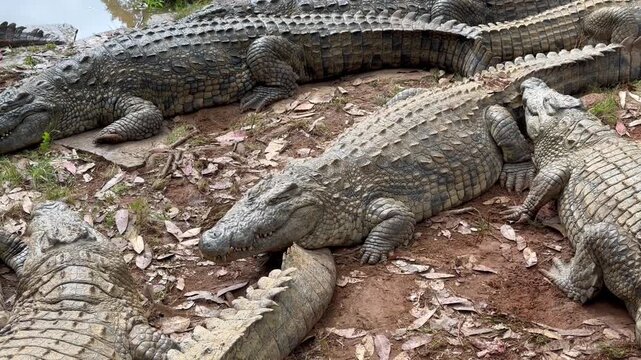 Group of Nile crocodiles (Crocodylus niloticus) on the shore. Madagascar.