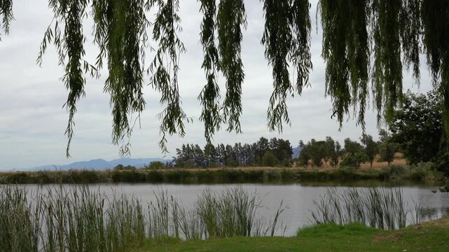 Weeping willow tree and bulrush reeds by the lake