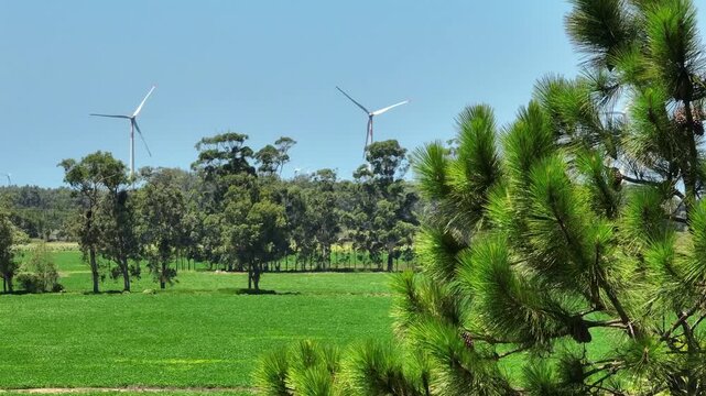 Telephoto 7x view of swaying pine branches with soft focus turbines in background.