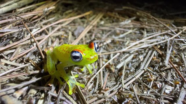 Forest Bright-eyed Frog (Boophis erythrodactylus) on the ground at night in Analamazaotra National Park. Madagascar.
