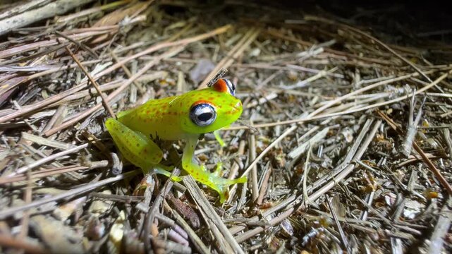 Motionless Forest Bright-eyed Frog (Boophis erythrodactylus) on the ground at night in Analamazaotra National Park, Madagascar.