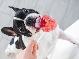 Pied dog licks heart-shaped lollipop. Valentine’s Day, pet love and sweet treat concept. Close up...