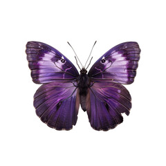 Obraz premium A stunning purple butterfly displaying its vibrant wings against a dark backdrop