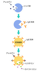 アレルギー発症のしくみ　花粉症のメカニズム