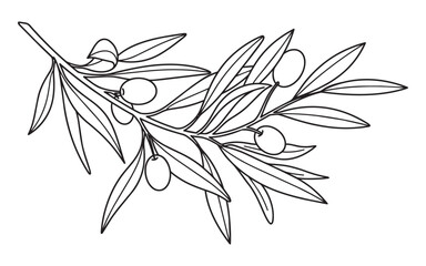 Olive branch vector illustration, natural food and drink element, healthy diet symbol