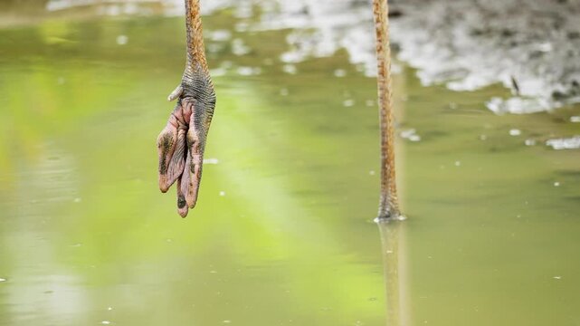 Close Up of Flamingo Legs Standing on Ground