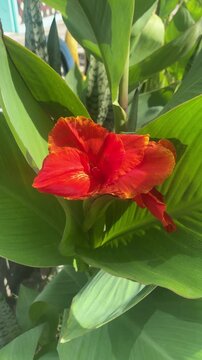 Canna Lily Orange (Canna generalis President) flowers in a garden. Ornamental Plants