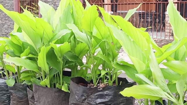 Utilizing your yard with herbal plants for family medicine. Indonesia is rich in herbal plant diversity, one of which is the turmeric stem plant, which has antioxidant and anti-inflammatory properties