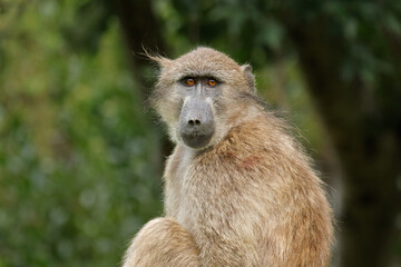 Portrait of a chacma baboon (Papio ursinus) in natural habitat, South Africa