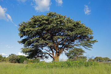 A large African camel-thorn tree (Vachellia erioloba) in grassland, South Africa