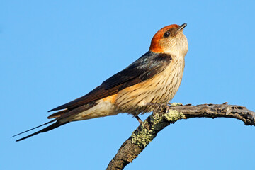 A greater striped swallow (Cecropis cucullata) perched on a branch against a clear blue sky, South Africa