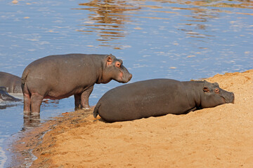 Two hippos (Hippopotamus amphibius) on land, Kruger National Park, South Africa