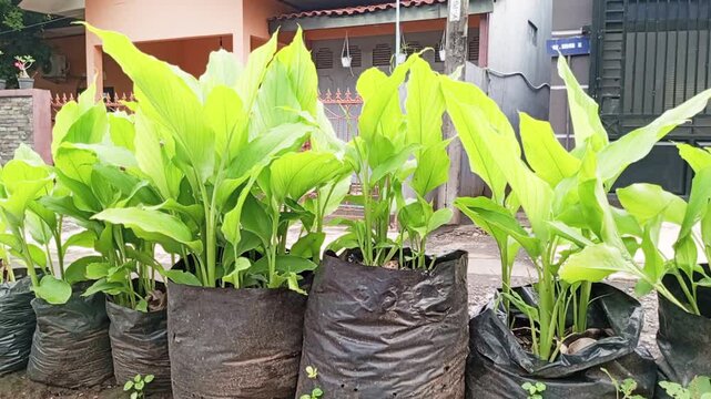 The yard can be planted with herbal plants as family medicinal plants or cooking spices using polybag planting media, such as turmeric plants which have antioxidant and anti-inflammatory properties.