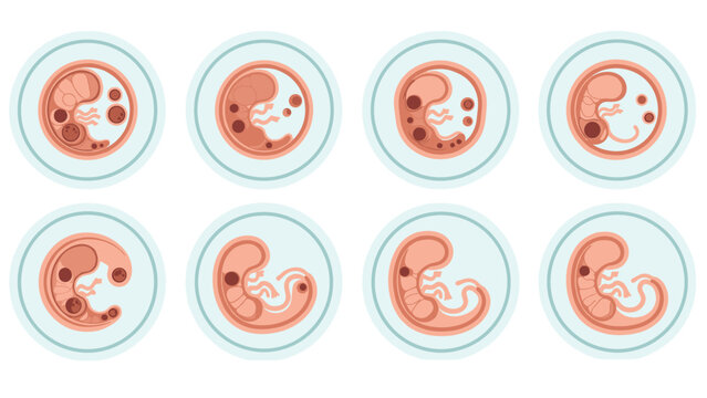 Scientific illustration depicting eight progressive stages of human embryo development within circles for biological education.