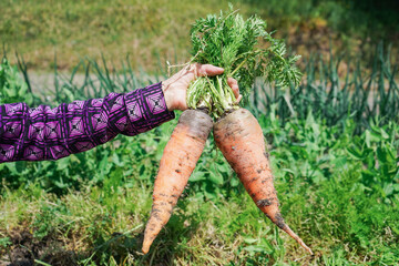 Elderly woman harvesting vegetables