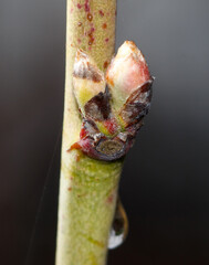 Naklejka premium A small green bud on a tree branch