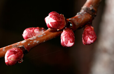 A branch with red flowers on it