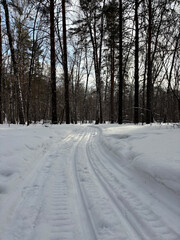Obraz premium Ski run in the pine forest