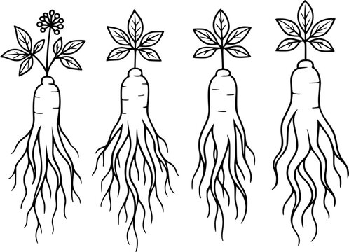 Vector illustration of 4 ginseng in outline design