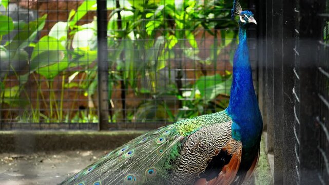 Peacock Inside Cage at Zoo or Aviary