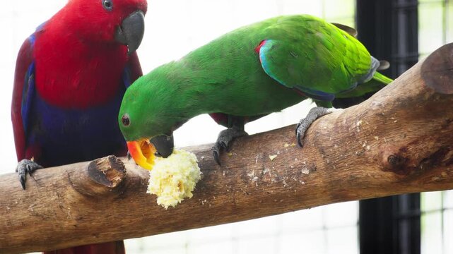 Male Eclectus Parrot with Bright Green Feathers