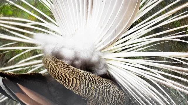 Peacock Displaying Fully Spread Colorful Tail Feathers