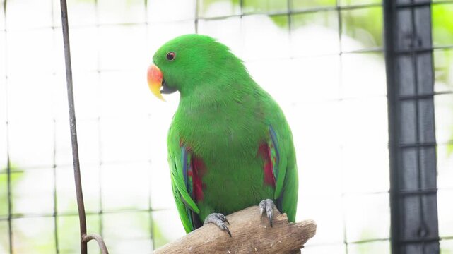Male Eclectus Parrot with Bright Green Feathers