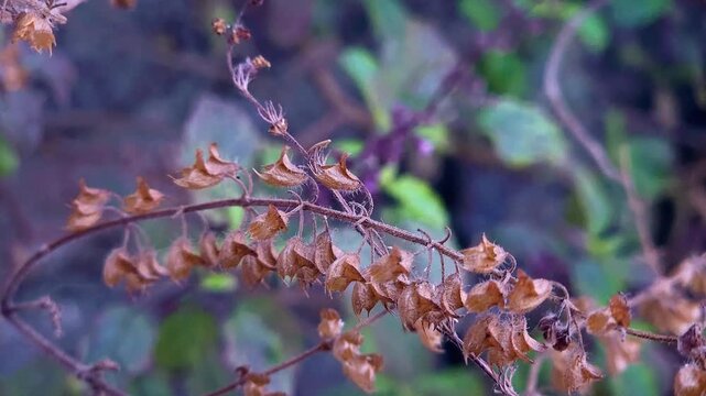 Dried holy basil (tulsi) flowers/seeds possess adaptogenic, anti-inflammatory, and antimicrobial properties. They primarily used in Ayurveda for respiratory ailments, immune support, stress reduction.