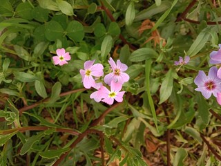 Naklejka premium Malcolmia maritima commonly known as Virginia stock flower showing delicate purple blooms and slender green stems growing naturally. Ornamental garden plant admired for fragrance and soft floral 
