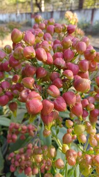 Bud of Bryophyllum plant , Hypericum Berry Flower Red in Bulk. Filler Flower . Hypericum Red