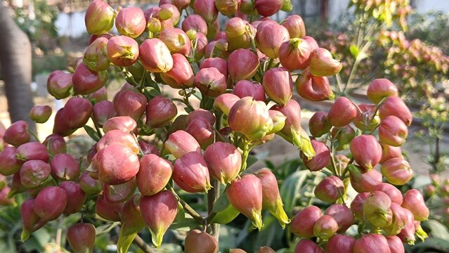 Bud of Bryophyllum plant , Hypericum Berry Flower Red in Bulk. Filler Flower . Hypericum Red