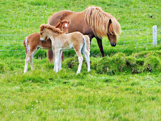 Obraz premium Icelandic horses in the wild in Iceland during the summer