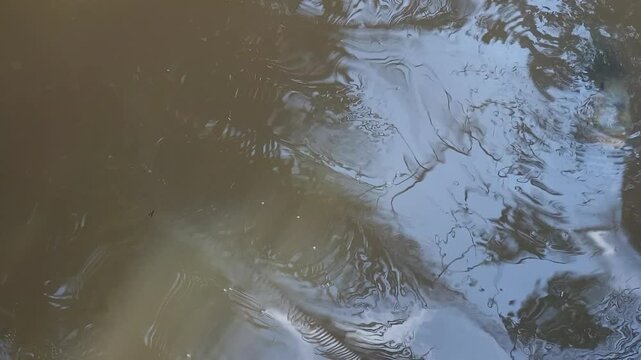 POV from above a pond with brown water where fish gather and eat floating food, showing natural movement, ripples, calm outdoor setting, and simple daily feeding activity.