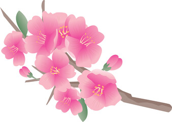 春の桜の花びら