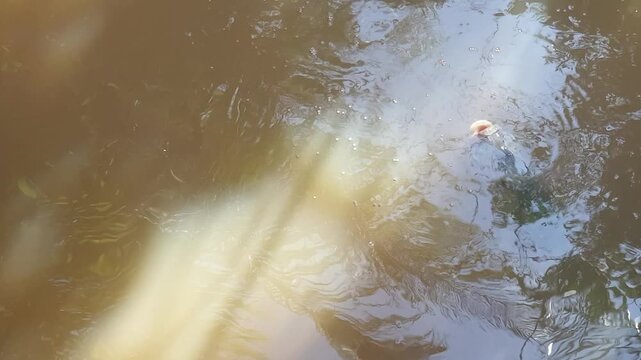 POV from above a pond with brown water where fish gather and eat floating food, showing natural movement, ripples, calm outdoor setting, and simple daily feeding activity.