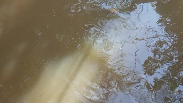 POV from above a pond with brown water where fish gather and eat floating food, showing natural movement, ripples, calm outdoor setting, and simple daily feeding activity.