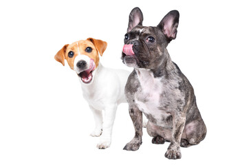 Funny French bulldog and Jack Russell terrier licking themselves together, isolated on white...