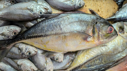 Fototapeta premium Freshly Caught Jack Fish at a Seafood Market