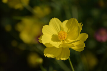Fototapeta premium A bright yellow cosmos flower blooms in soft sunlight, standing out against a dark green blurred background, highlighting delicate petals and a calm, natural mood.