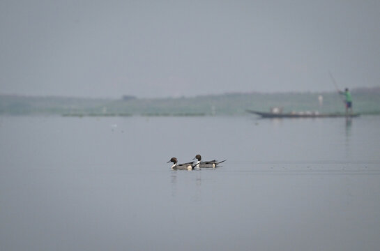 Male Northern Pintail ducks at deeport beel Guwahati,  Migratory waterfowl