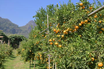 A cluster of ripe oranges hangs from leafy branches in a lush orchard, glowing in natural daylight...