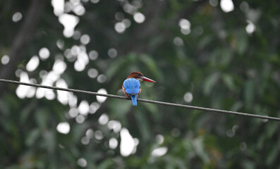 White-throated Kingfisher commonly known as the White-breasted Kingfisher