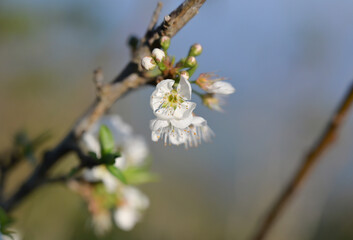 Obraz premium Delicate white blossoms bloom on a slender tree branch, captured in soft natural light with a dreamy blurred background that highlights the gentle beauty of springtime renewal.