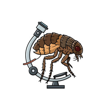 A cartoon flea on a microscope