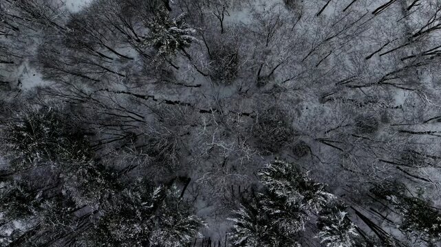 Snow-covered trees in Whately, Massachusetts, aerial view, winter calm