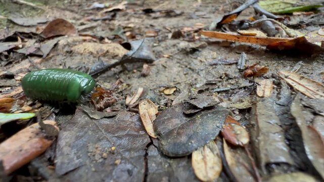 Madagascar Green-Emerald Giant Pill-Millipede (Zoosphaerium neptunus) on the ground in Mantadia National Park.