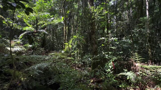 Panoramic view of the rainforest in Mantadia National Park, Madagascar.
