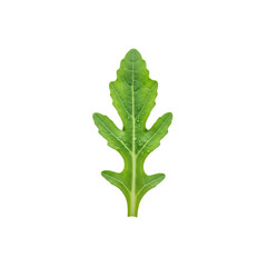 Single fresh arugula leaf with water droplets isolated on transparent background