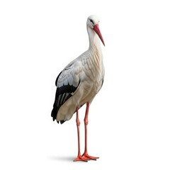 Fototapeta premium Graceful Stork in Profile: A solitary stork stands tall, its striking plumage and long legs defining its elegant silhouette. Capturing its quiet strength.