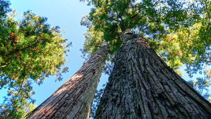 空に向かって真っすぐに伸びる二本の大きな杉の木を真下から捉えた迫力のある一枚